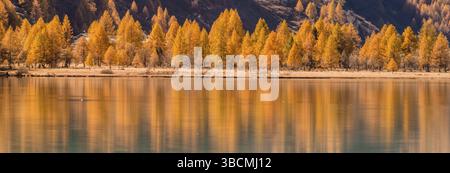Gelbe Lärchen säumen das Ufer des Silser Sees im Engadintal in den Schweizer Alpen bei St. Moritz mit wunderschönen Herbstfarben-Reflexen Stockfoto