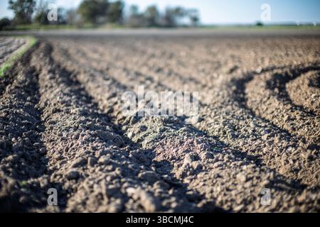 Frisch gepflügtes Ackerland in Sevillas Region Aljarafe mit reichem Boden, bereit zum Anpflanzen unter klarem blauem Himmel. Stockfoto