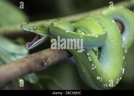 Tier, Angriff, Hintergrund, Boa, Ast, Tarnung, Nahaufnahme, Nahaufnahme, Erkältung, kaltblütig, Farbe, Verengung, Gefahr, gefährlich, Smaragd, exotisch, Auge Stockfoto