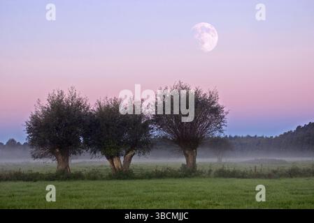 Pollerweiden im Morgennebel, Nordrhein-Westfalen, Deutschland, Europa Stockfoto