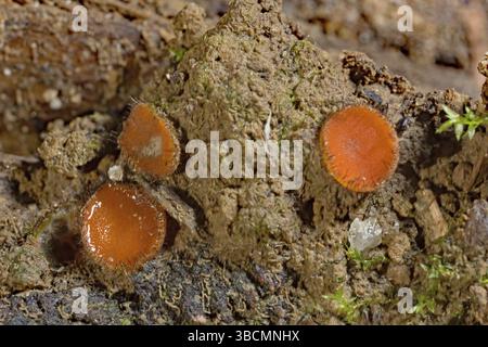 Gemeiner Schildbohrer (Scutellinia scutellata) Stockfoto