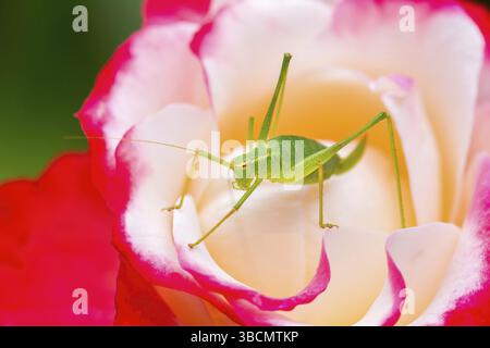 Grüne Heuschrecke Insekt sitzen auf Rot Weiss Rose Blume Stockfoto