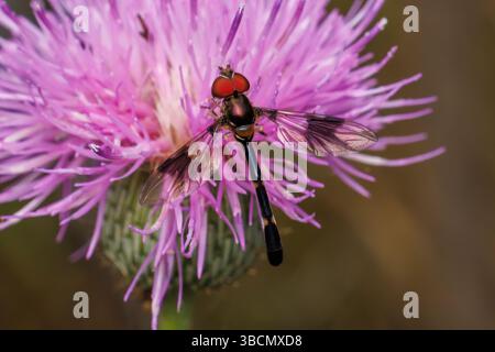 Östliche Bandflügelfliege (Hypocritanus fascipennis) - männlich Stockfoto