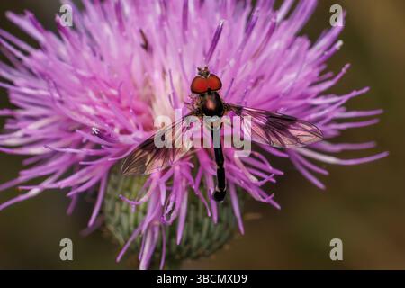 Östliche Bandflügelfliege (Hypocritanus fascipennis) - männlich Stockfoto