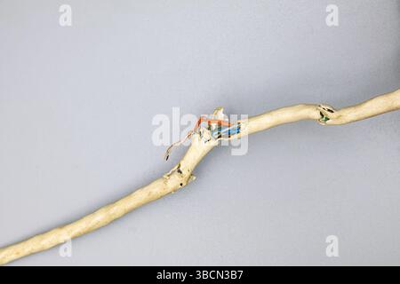Beigefarbenes Netzwerkkabel, gekaut Draht auf grauem Hintergrund Stockfoto