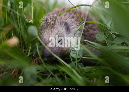 Ein wilder Igel, der sich durch üppiges grünes Gras bewegt, aus nächster Nähe in seinem natürlichen Lebensraum gefangen. Friedlicher Moment in der verborgenen Welt der Natur. Stockfoto