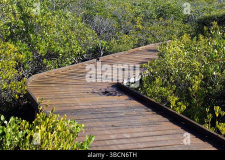 Holzsteg schlängelt sich durch einen Mangrovenwald Stockfoto