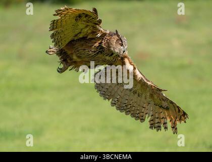 Uhu im Flug über grüne Frühlingsfelder Stockfoto