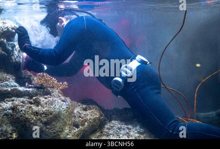 Professionelle Taucher reinigen felsige Formationen in großen Aquarienhabitaten während der wöchentlichen Wartungsroutine, um eine gesunde Umwelt für die Meere zu gewährleisten Stockfoto