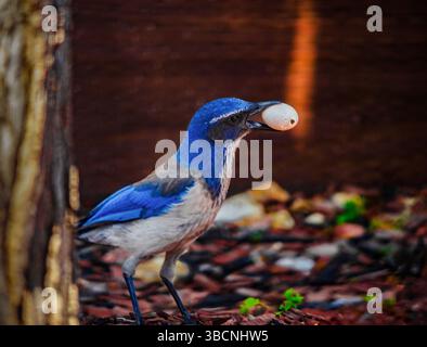 California Scrub-Jay trägt ein Ei Stockfoto