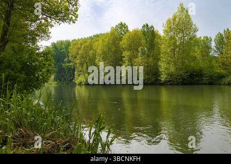 Fluss Ter fließt durch Roda de Ter, Spanien. Üppig grüne Bäume und Schilf säumen das ruhige Wasser und spiegeln den teilweise bewölkten Himmel wider. Katalonien. Stockfoto