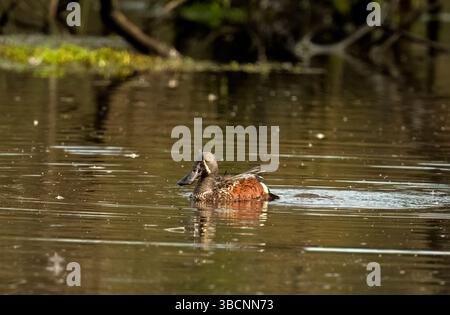 Australasian Shoveler (Spatula rhynochotis) genießen das Morgenlicht in den Feuchtgebieten in Queensland, Australien. Stockfoto