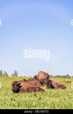 American Bison ruht auf einer Graswiese Stockfoto
