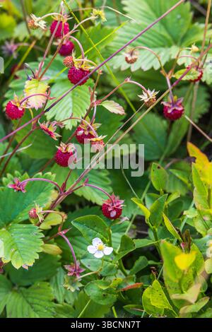 Rote wilde Erdbeeren auf einer Wiese im Sommer Stockfoto