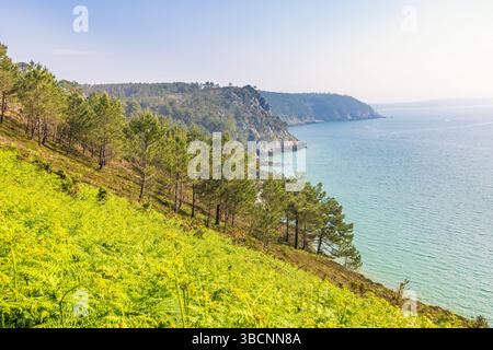 Felsige Küste mit wachsenden grünen Farnen an einem Hang und einem Kiefernwald am Meer Stockfoto