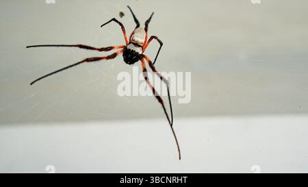 Close-up Spider hängt an seinem Netz isoliert auf einem Wandhintergrund Stockfoto