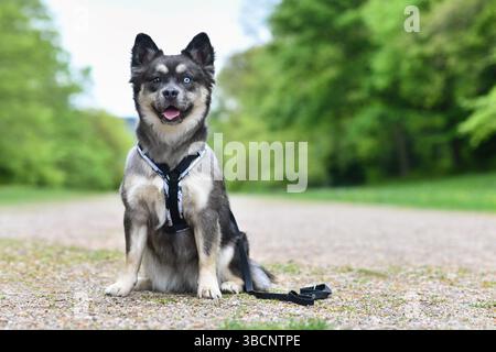 Niedliche französische Bulldog x Sibirische Husky Hundemischung mit Y-förmigem Gurt Stockfoto