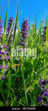 Wilde Blumen. Blauer Bugle (Ajuga genevensis). Mehrjährige Heilkrautpflanze auf Sommerwiese. Nahaufnahme. Stockfoto