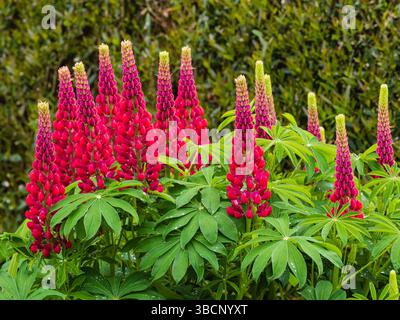 Hardy, rotblühende mehrjährige Lupine, Lupinus „die Seite“ in einer Frühsommergrenze Stockfoto
