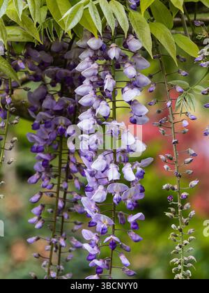 Violette und lila Blüten in den Rassimen des Kletterers, Wisteria floribunda „Burford“ Stockfoto