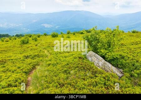Wandern Sie durch grüne, grasbewachsene Hügel. karpaten Berglandschaft im Sommer. alpines Hochland der ukraine an einem bewölkten Tag. Hintergrund der glatten mou Stockfoto
