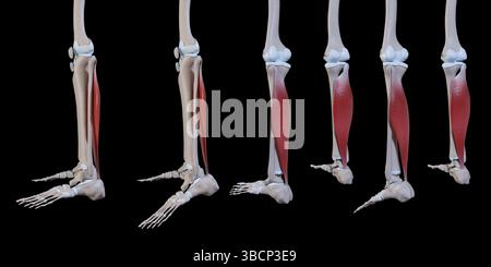 Diese 3D-Abbildung zeigt eine Seitenansicht der Bewegung des Soleus-Muskels Stockfoto