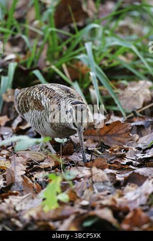 Eurasische waldschnepfe Scolopax rusticola Stockfoto