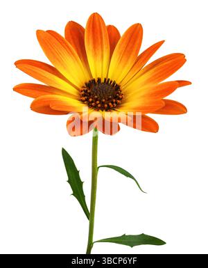 Wunderschöne Sonnenblume (Marguerite) in Seitenansicht. Ausschnitt, einschließlich Beschneidungspfad. Stockfoto