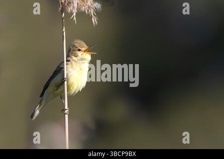 Melodiöser Grummergesang Stockfoto
