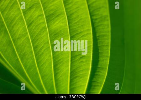 Nahaufnahme von hinterleuchteten hellgrünen Hosta-Pflanzenblättern Stockfoto