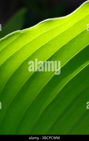 Nahaufnahme von hinterleuchteten hellgrünen Hosta-Pflanzenblättern Stockfoto