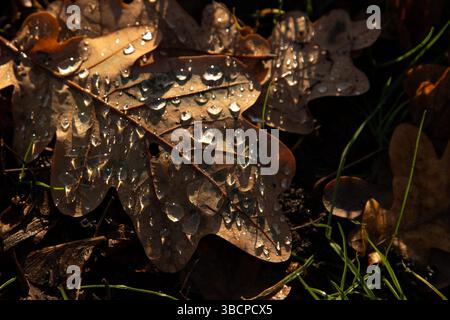 Herbstlaub mit Regentropfen Stockfoto