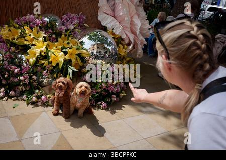 Mitglieder der Öffentlichkeit und gut ausgebildete Hunde genießen Blumenvorführungen auf der Kings Road während der Chelsea Flower Show und dem Street Flower Festival am 20. Mai 2025 in London, England. Stockfoto