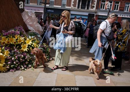 Besucher und Haustiere genießen Blumenvorführungen auf der Kings Road während der Chelsea Flower Show und dem Street Flower Festival am 20. Mai 2025 in London, England. Stockfoto