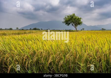 Goldenes Reisfeld bereit für die Ernte an bewölktem Tag. Reispflanzen auf gelben Reisfeldern, bereit für die Ernte auf dem Land Vietnam. Reisefot Stockfoto