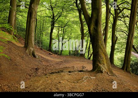 Frisches grünes Leuchten der Frühlingsblätter eines Baldachins aus Buchenholz im Redisher Wood Local Nature Reserve, Bury, Greater Manchester. Stockfoto