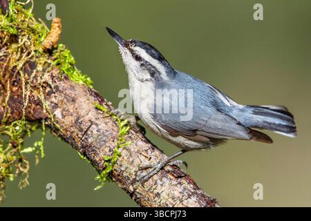 korsische Nuthatch (Sitta whiteheadi), männlich auf einem Ast, Frankreich, Korsika Stockfoto