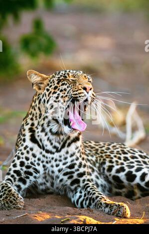 Leopard (Panthera pardus), liegt im Schatten und Gähnen, Botswana, Mashatu Game Reserve Stockfoto