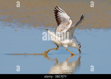 Schwarzkopfmöwe (Larus ridibundus, Chroicocephalus ridibundus), junge Schwarzkopfmöwe auf der Suche am Strand, Seitenansicht, Italien, Toskana Stockfoto