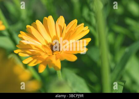 Gartentopf Ringelblume, Ringelblume, Ringelblume, Ruddles, Marys Gold, Scotch Ringelblume (Calendula officinalis), blühend Stockfoto
