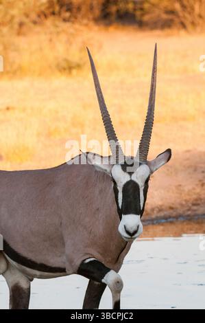 Gemsbock, Beisa, südafrikanischer Oryx (Oryx gazella), stehend in einem Wasserloch, Blick in Richtung Kamera, Botswana, Central Kalahari Game Reserve Stockfoto