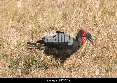 Südlicher Nashornschnabel, Nashornschnabel (Bucorvus leadbeateri, Bucorvus cafer), auf trockenem Boden, Seitenansicht, Botswana, Okavango Delta, Khwai C. Stockfoto