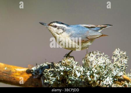 korsische Nuthatch (Sitta whiteheadi), männlich auf Flechten, Frankreich, Korsika Stockfoto