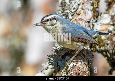 korsische Nuthatch (Sitta whiteheadi), Mann, der auf einem Zweig sitzt und singt, Frankreich, Korsika Stockfoto