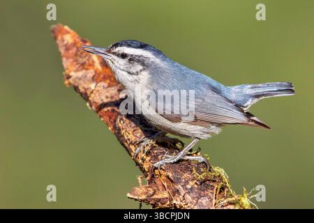 korsische Nuthatch (Sitta whiteheadi), Mann, der auf einem Zweig sitzt und singt, Frankreich, Korsika Stockfoto