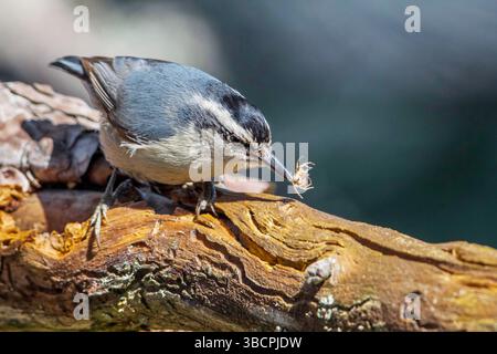 korsische Nuthatch (Sitta whiteheadi), männlich sitzend auf einem Ast mit einem Insekt im Schnabel, Frankreich, Korsika Stockfoto