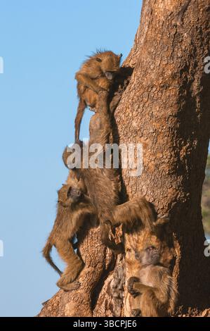 Chacma-Pavian, Anubius-Pavian, Oliven-Pavian, Kap-Pavian (Papio ursinus, Papio cynocephalus ursinus), junge Chacma-Paviane, die auf einem t spielen und klettern Stockfoto
