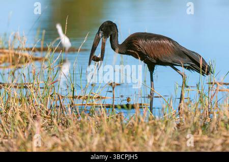 Afrikanischer Offenschnabelstorch (Anastomus lamelligerus), im Flachwasser mit einer Beuteschnecke im Schnabel stehend, Seitenansicht, Botswana, Okavango Delta, Khwa Stockfoto
