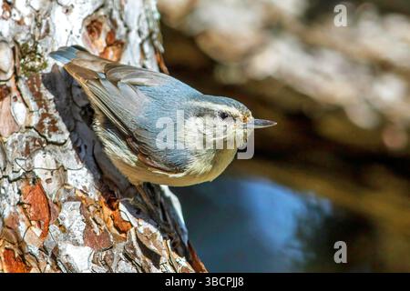 korsische Nuthatch (Sitta whiteheadi), männlich auf einem Kiefernstamm, Frankreich, Korsika Stockfoto