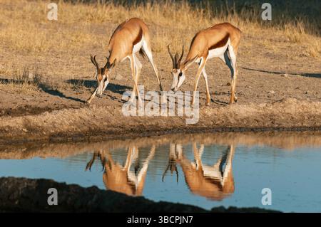 Springbock, Springbock (Antidorcas marsupialis), zwei Springbocks nähern sich einem Wasserloch, Botswana, Central Kalahari Game Reserve Stockfoto
